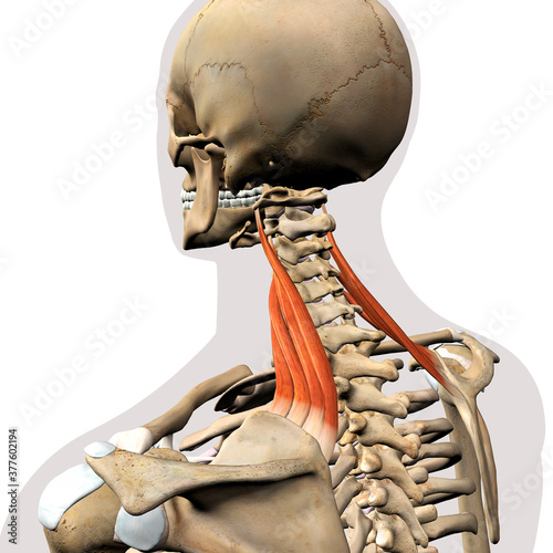 Levator Scapulae Neck Muscle Isolated on Spinal Column, Human Skeletal System, 3D Rendering