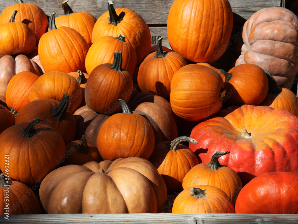 A variety of pumpkins in a wooden bin