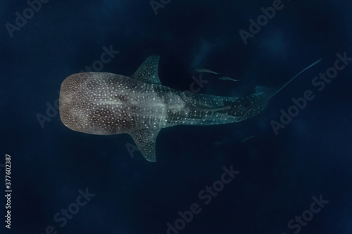 Slika na platnu Overhead shot of a whaleshark (Rhincodon typus) while swimming gracefully above the reef
