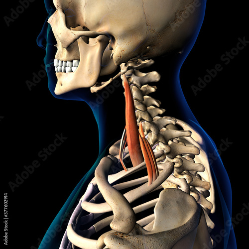 Scalene Neck Muscles Isolated on Spinal Column, Human Skeletal System, 3D Rendering