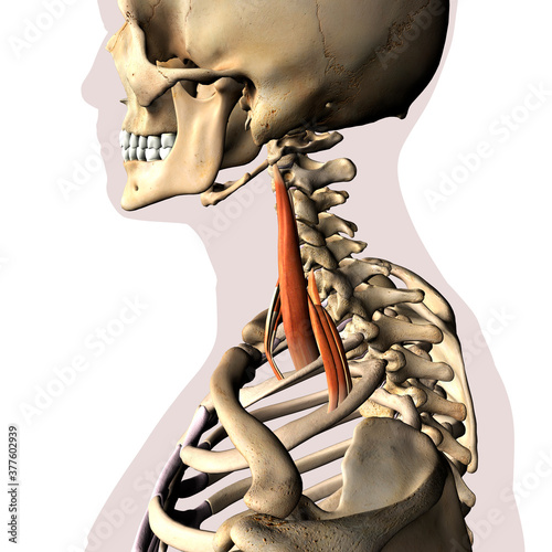 Scalene Neck Muscles Isolated on Spinal Column, Human Skeletal System, 3D Rendering