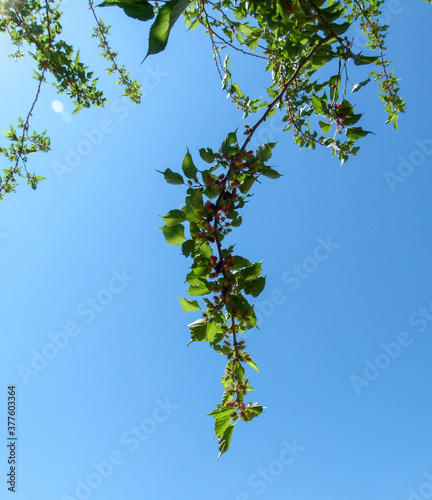 blackberry tree branch