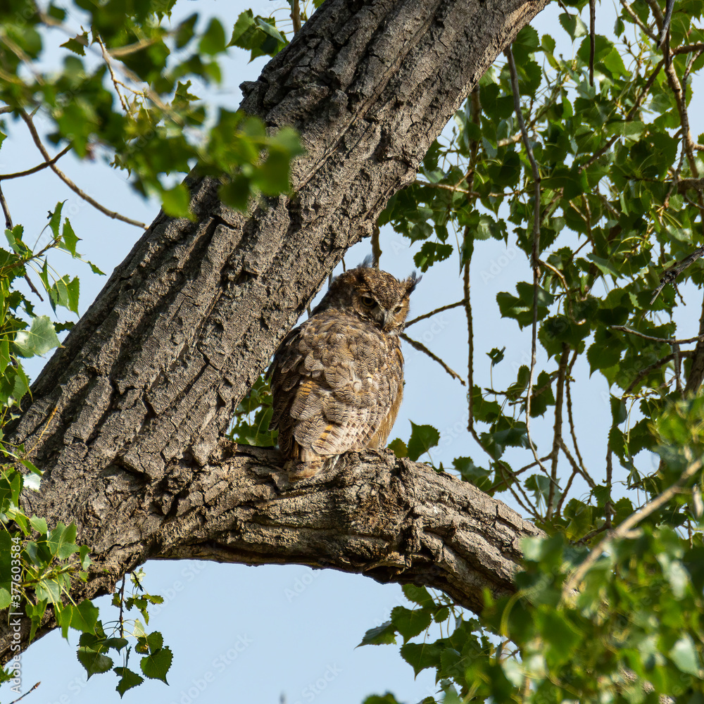 Obraz premium Yearling Great horned owl in tree