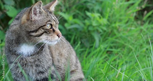 scottish wild cat, Felis silvestris, close up portrait of it moving/cleaning on grass with woodland background during a bright sunny day.