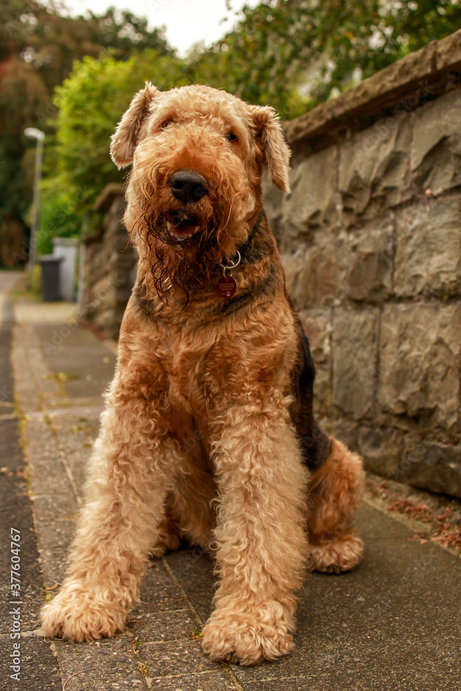 Airedale Terrier, also called Bingley Terrier and Waterside Terrier Airedale Terrier, also called Bingley Terrier and Waterside Terrier