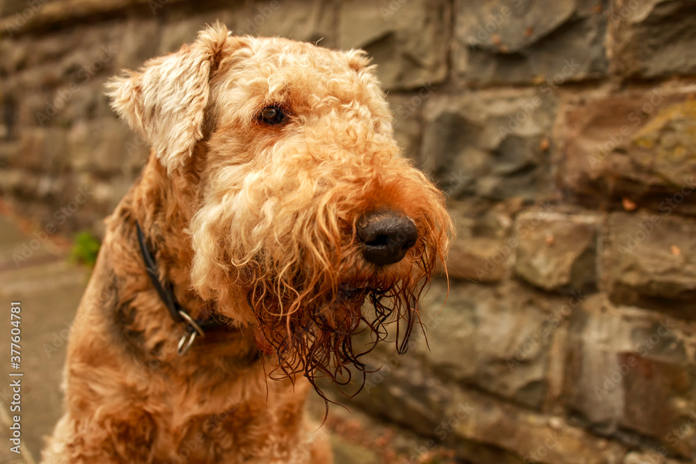 Airedale Terrier, also called Bingley Terrier and Waterside Terrier