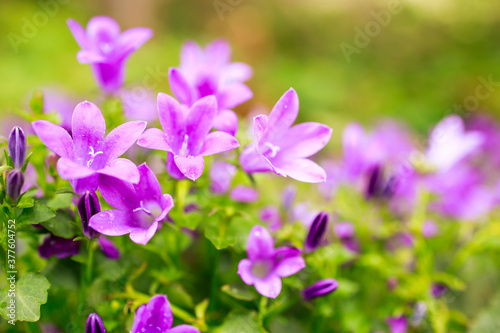 Blossom of pink bellflowers campanula flowers in garden  nature background close up