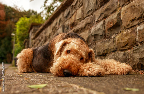 Konstfotografi Airedale Terrier, also called Bingley Terrier and Waterside Terrier
