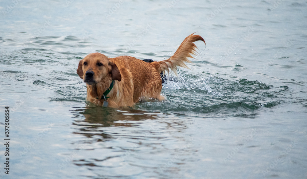 Dogs Playing on a Sandbar