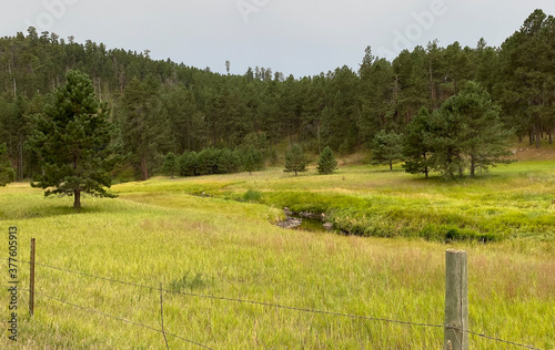 creek plush meadow in black hills