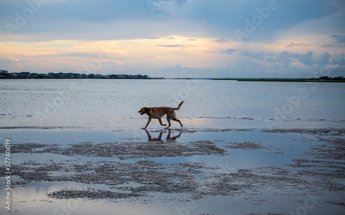 Dogs Playing on a Sandbar