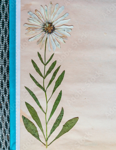 Real pressed daisy pasted and preserved in a notebook herbarium