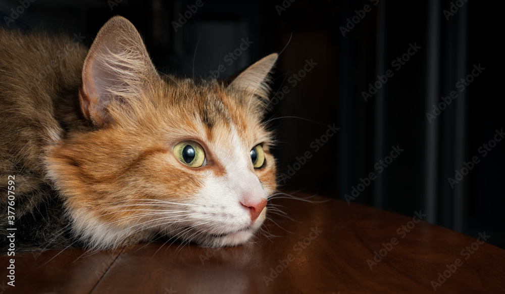 Close up of cat resting head on table. Beautiful side profile of long haired cat with white / orange striped markings, with yellow eyes and long whiskers. Blurred and de-focused interior background.