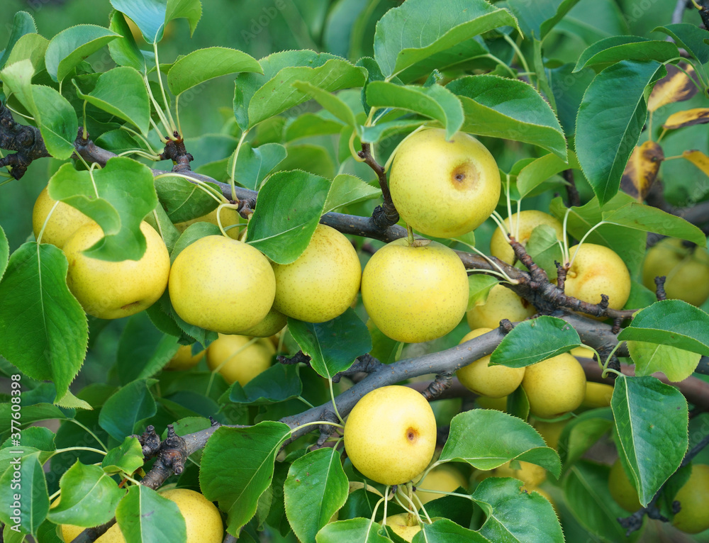close up on yellow Asian pear on the tree
