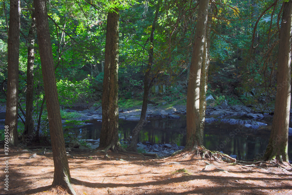 river and trees wildlife forest summer sunshine river and trees wildlife forest summer sunshine