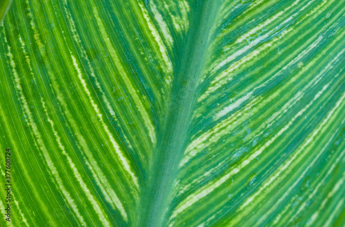 Selective green nature leaf texture after rain