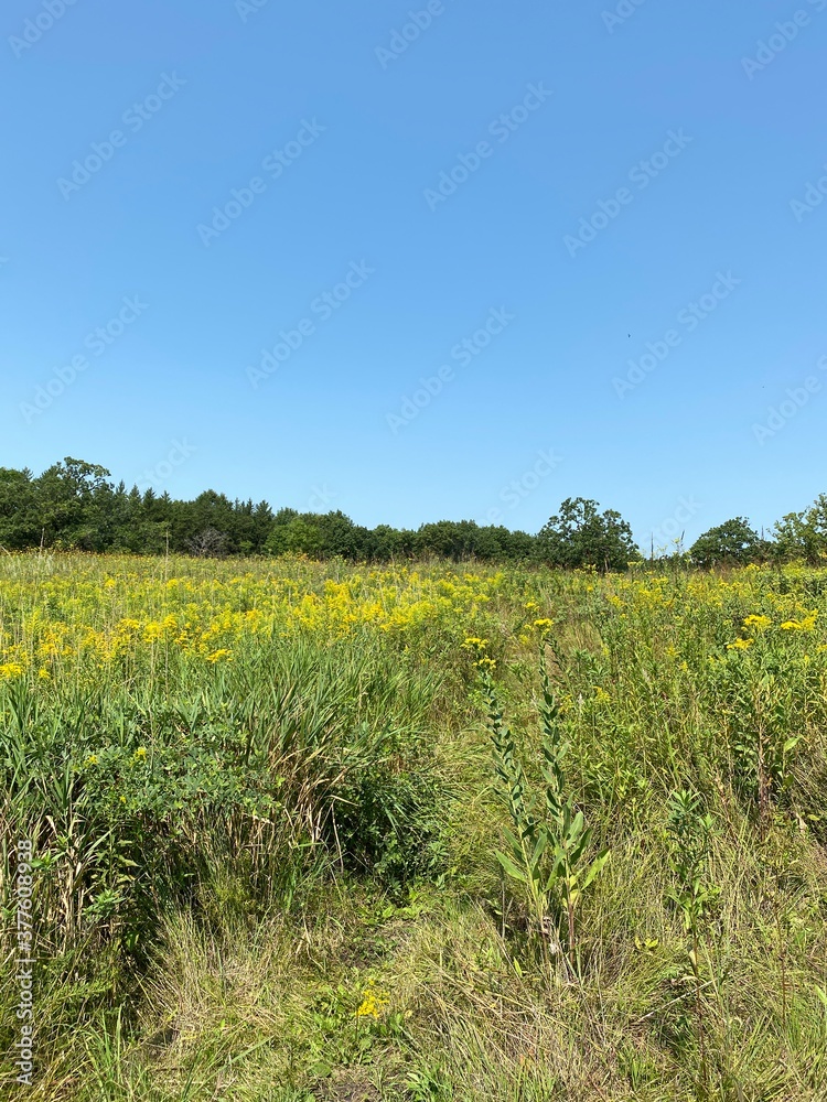 Scenic Minnesota Landscape in the Summer Time