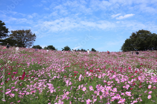 Wallpaper Mural コスモスの風景 Torontodigital.ca