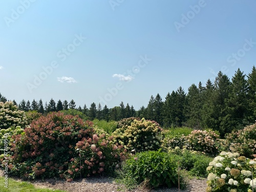 Scenic Minnesota Landscape in the Summer Time