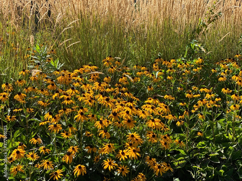 Obraz premium Scenic Minnesota Landscape in the Summer Time
