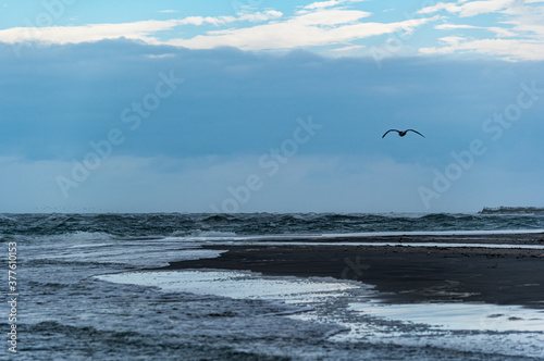 Bird Flying over Beach