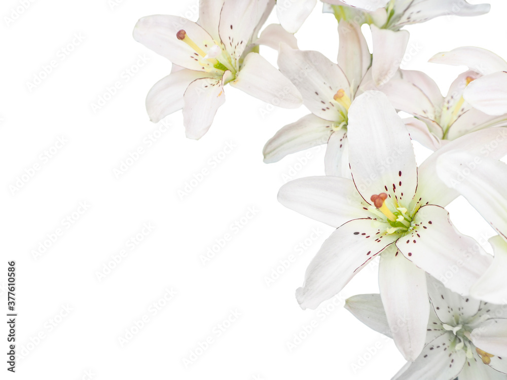 a few white lilies on a white background in the corner of the frame a few white lilies on a white background in the corner of the frame