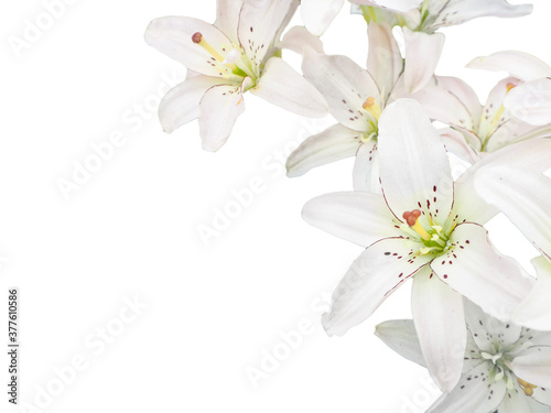a few white lilies on a white background in the corner of the frame