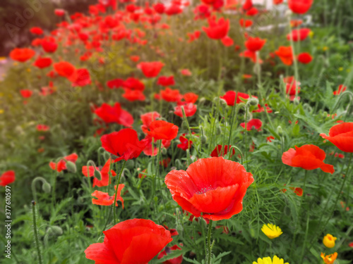 lots of red summer poppies in a clearing close up with a blurry background