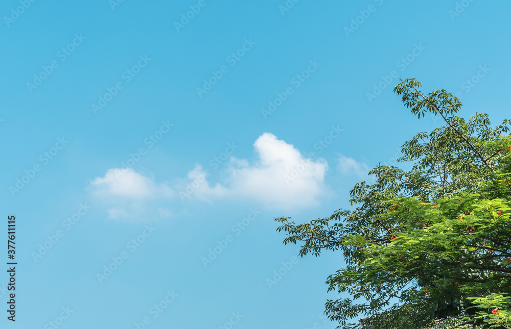 White clouds and green trees under blue sky White clouds and green trees under blue sky