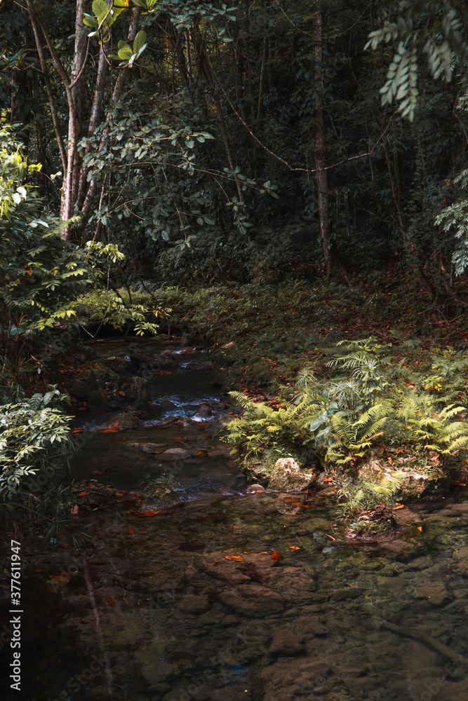 forest in autumn forest in autumn