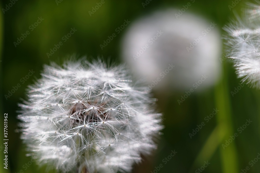 Fototapeta premium タンポポの綿毛とボケた背景