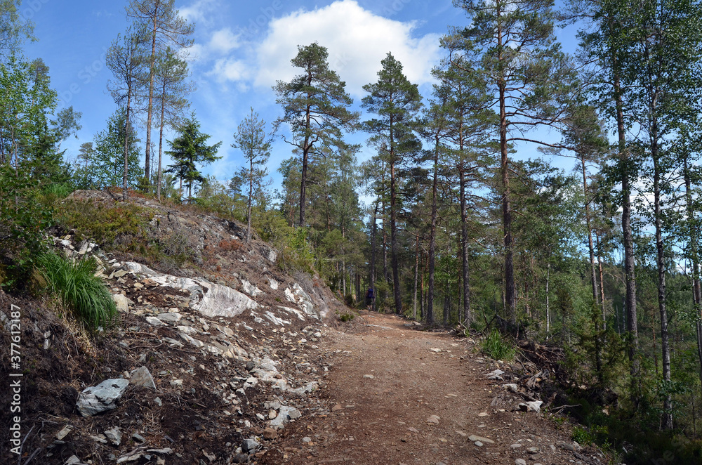 Forest on a summer day in Central Norway Forest on a summer day in Central Norway