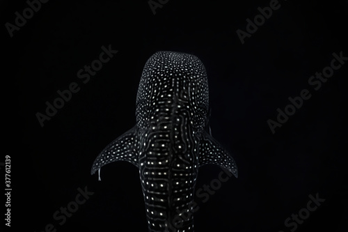 Overhead shot of a whaleshark isolated in black background.