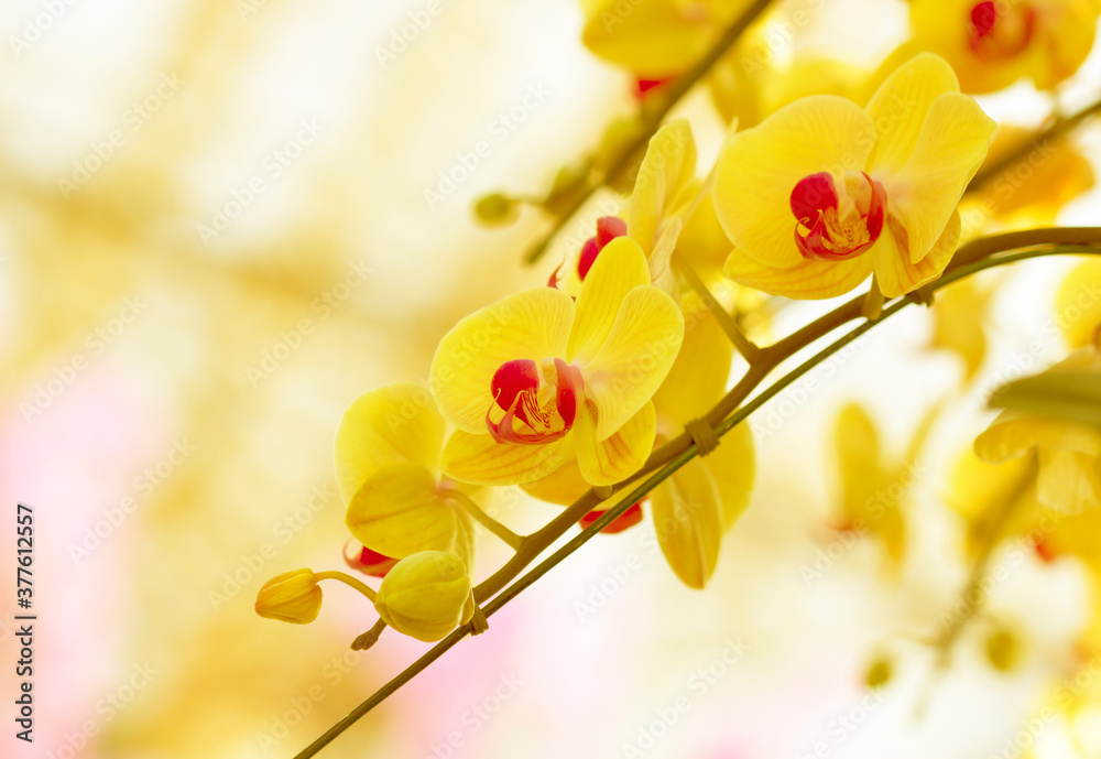 Yellow orchid blurred background bokeh