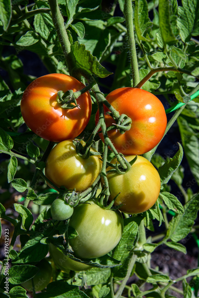 Closeup of 'Early Girl' tomatoes growing in a garden, both ripe and unripe
