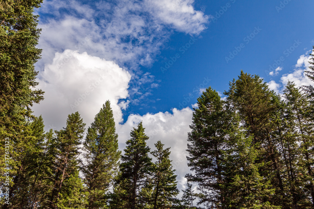 Beautiful forest green trees under blue sky with white clouds. Beautiful forest green trees under blue sky with white clouds.