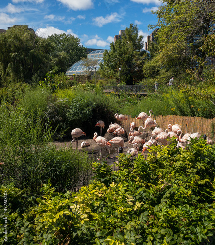 graceful, pink flamingos at Lincoln Park Zoo in Chicago, Illinois