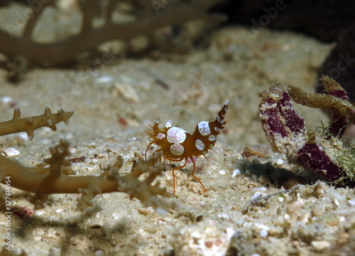 A Squat shrimp also known as Sexy shrimp Cebu Philippines