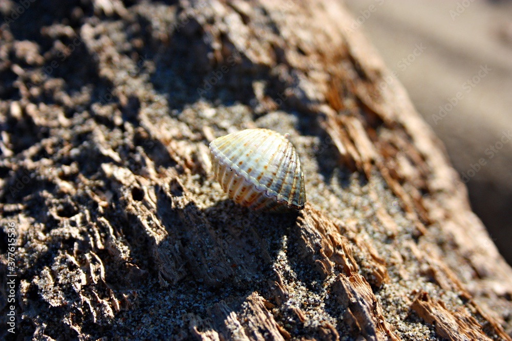 old and polished tree woods from the brackish water of the sea that create veins, shades and orange shadows. some beautiful shells are placed on the trunk old and polished tree woods from the brackish water of the sea that create veins, shades and orange shadows. some beautiful shells are placed on the trunk
