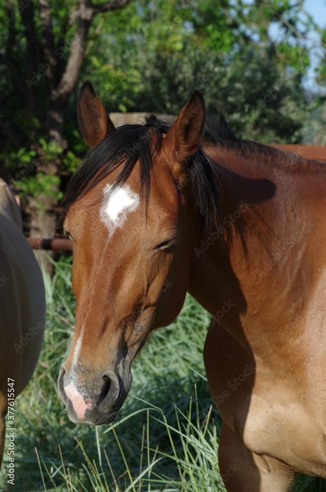 Horse0061 Horse0061