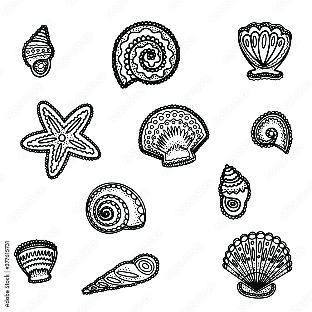 sea shells collection sea shells collection