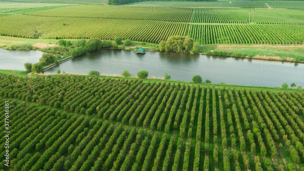 Green Gazebo on Lake near the orchards. Aerial