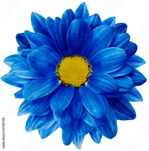 Blue chrysanthemum flower isolated on white background with clipping path. Closeup. no shadows. For design. Nature.