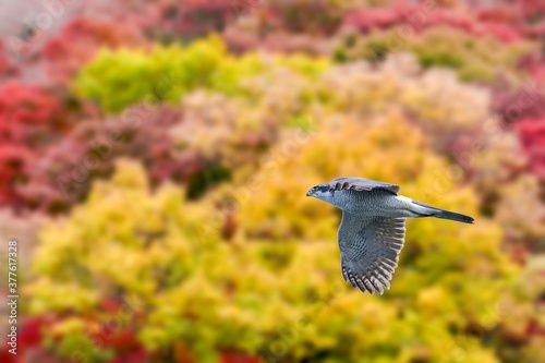 黄葉バックにさっそうと飛ぶオオタカ成鳥 © Scott Mirror