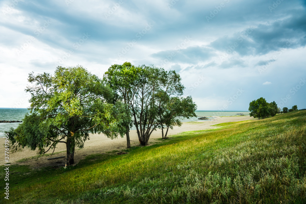 Beautiful trees on the green grass seashore in stormy weather. Summer landscape.