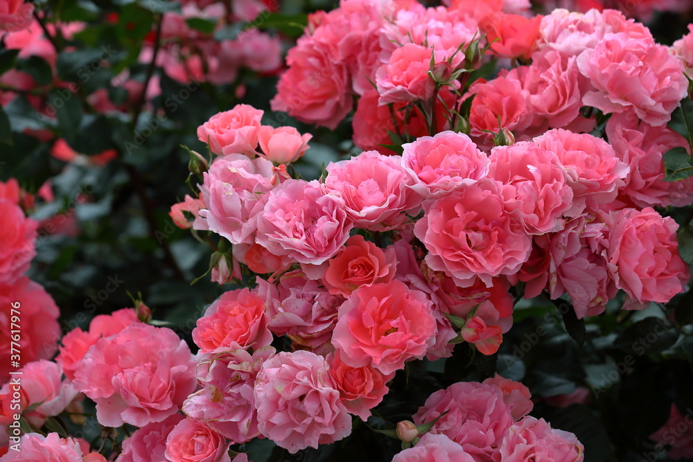 Obraz premium LOVE ROSES