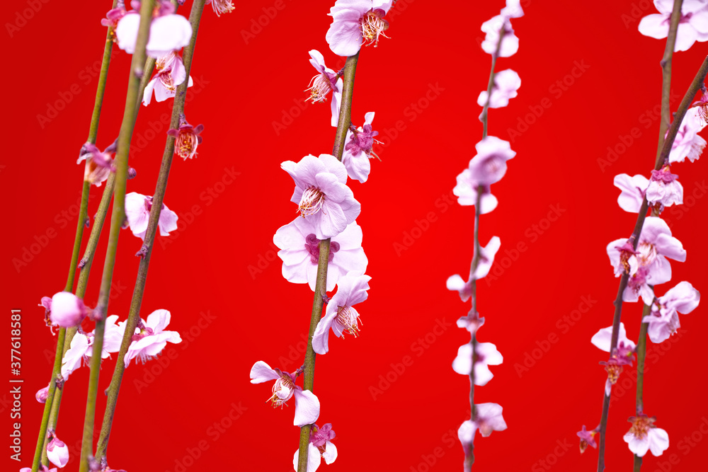 日本の春の背景素材 梅の花 背景が朱色stock Photo Adobe Stock