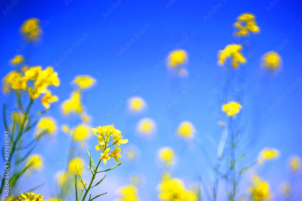 明るく美しい青空を背景にした菜の花 明るく美しい青空を背景にした菜の花