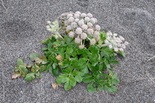 ハマボウフウ（北海道・小清水町） photo