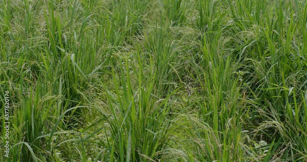 Green fresh paddy rice field Green fresh paddy rice field